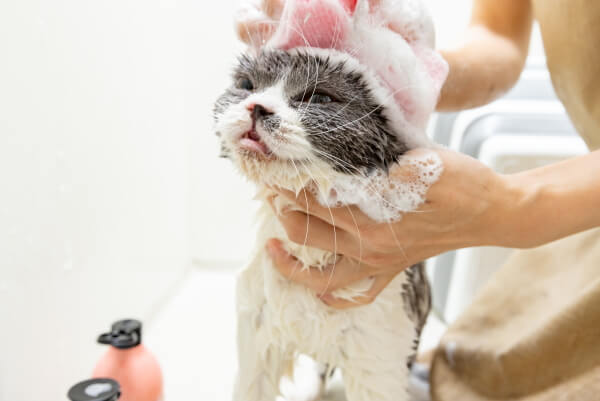 キャットサロン アイル【猫専門出張サロン】_3