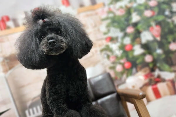 Petsalon FuFu_4