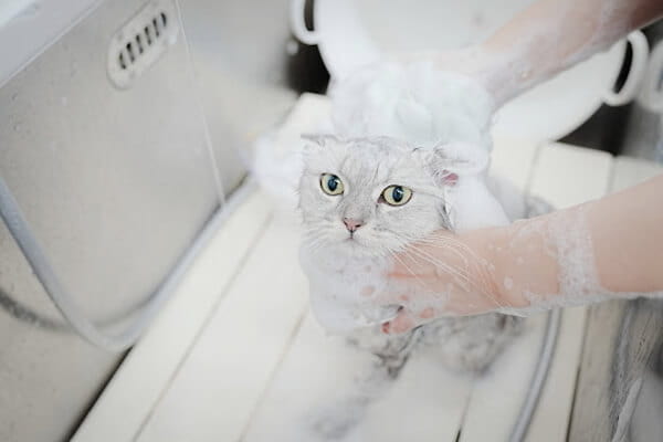 Cats Only Hotel +Salon POCO._2
