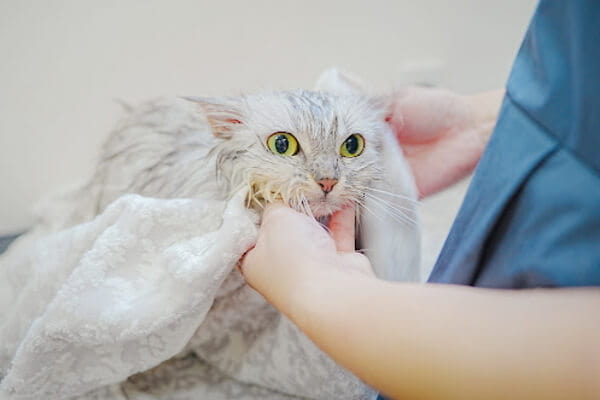 Cats Only Hotel +Salon POCO._3