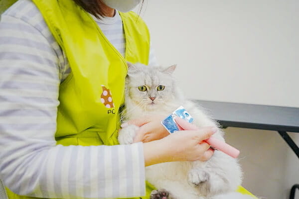 Cats Only Hotel +Salon POCO._1