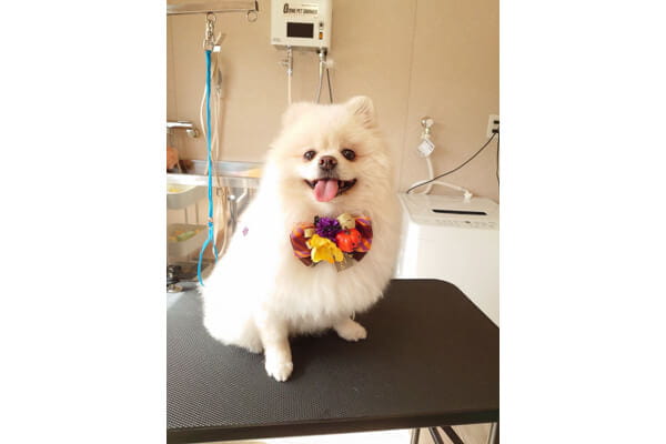 Dogsalon Chainon_4