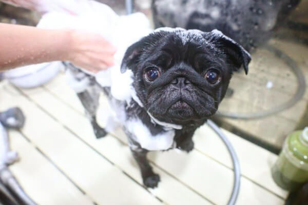 DOG SALON ANELA_3