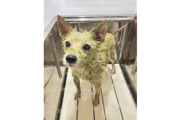 DOG SALON ANELA_4