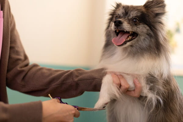 PET CARE CLINIC PILINA_10
