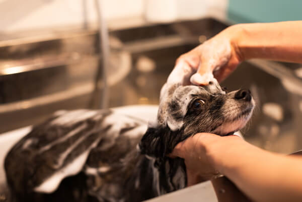 PET CARE CLINIC PILINA_12