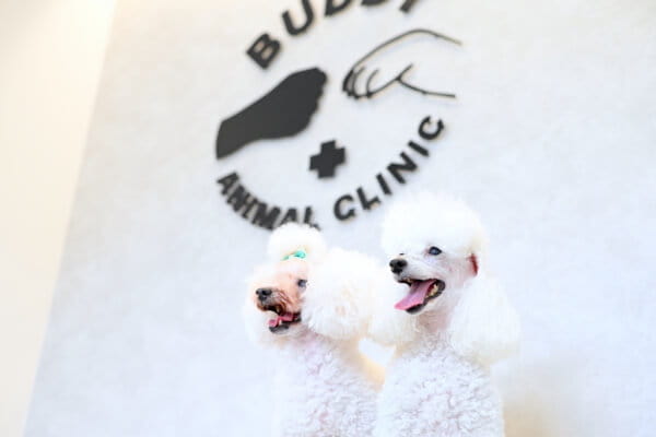 BUDDY動物病院_3