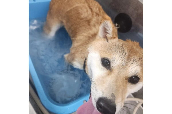 愛犬の美容室ピードル_3