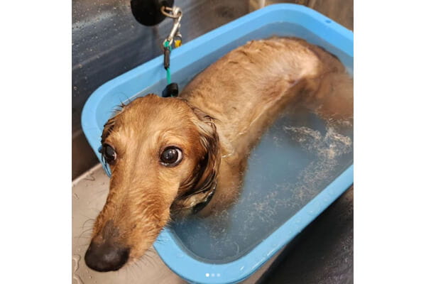 愛犬の美容室ピードル_4