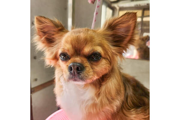 愛犬の美容室ピードル_1