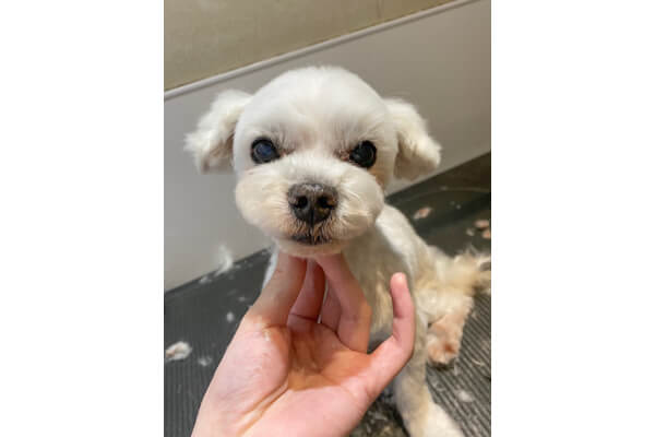 Home Grooming【出張グルーミング専門】