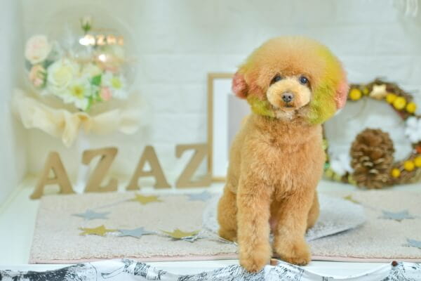 Dog Salon AZAZ