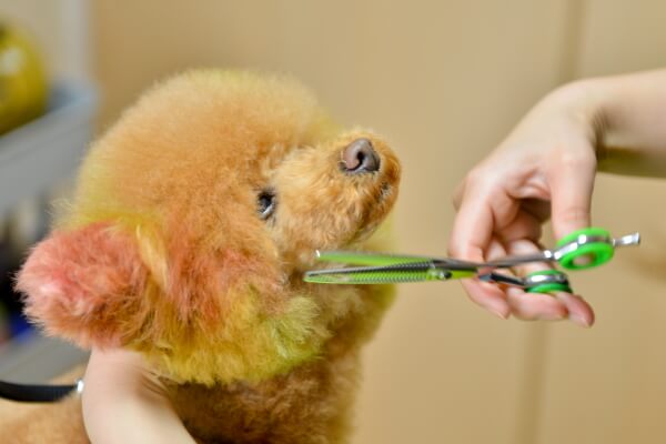 Dog Salon AZAZ_2