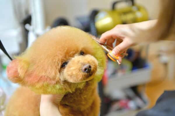 Dog Salon AZAZ_1