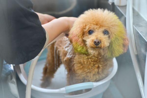 Dog Salon AZAZ_3