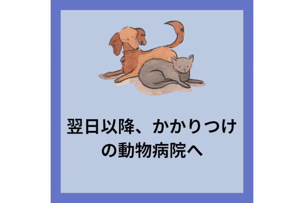 柏流山夜間どうぶつ病院_27