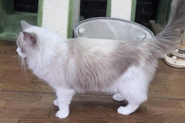 猫の糸_3