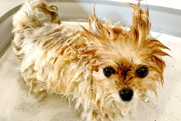Dog Salon NICO_4