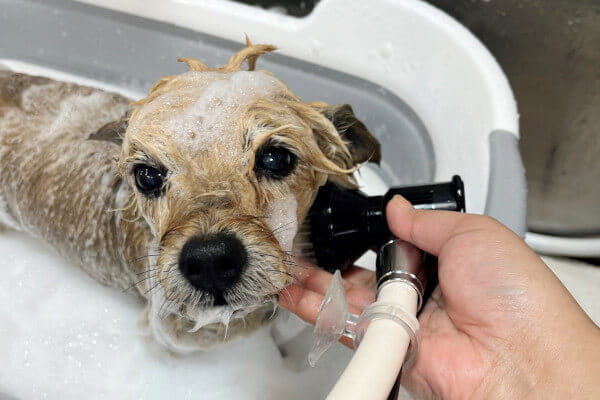 EN Grooming Studio_3