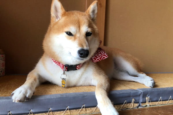 ゆい往診動物病院_9
