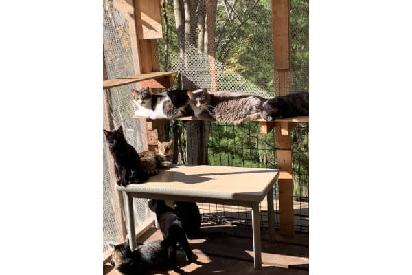 ゆい往診動物病院_4