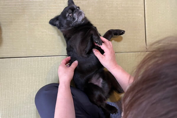ゆい往診動物病院_5