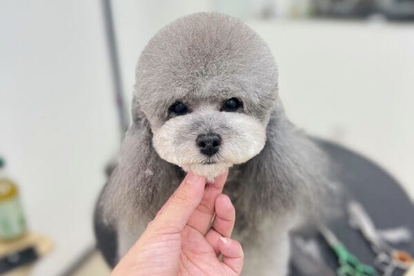 Dog Care Salon T's_4