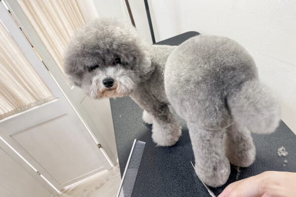 Dog Salon Moelleux_4