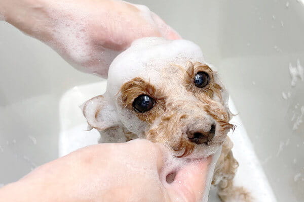 dogsalon maison_4