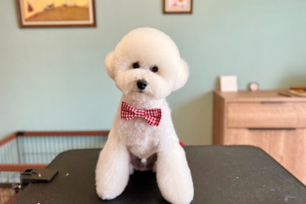 Dogsalon AR-SH_4