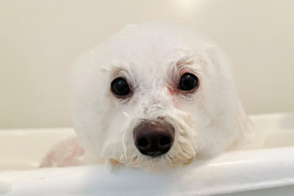 Dogsalon AR-SH_2