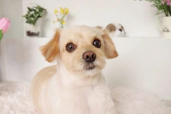 PET HOTEL&SALON JUYELL_1