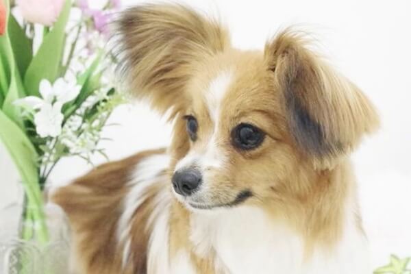 PET HOTEL&SALON JUYELL_3
