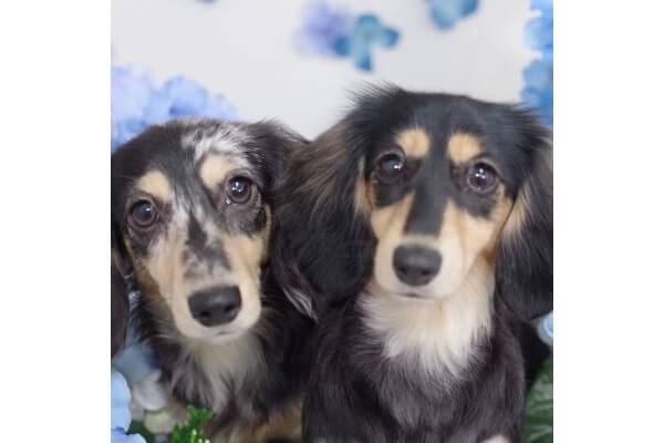 PET HOTEL&SALON JUYELL_4