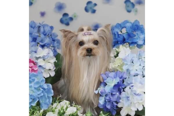 PET HOTEL&SALON JUYELL_2