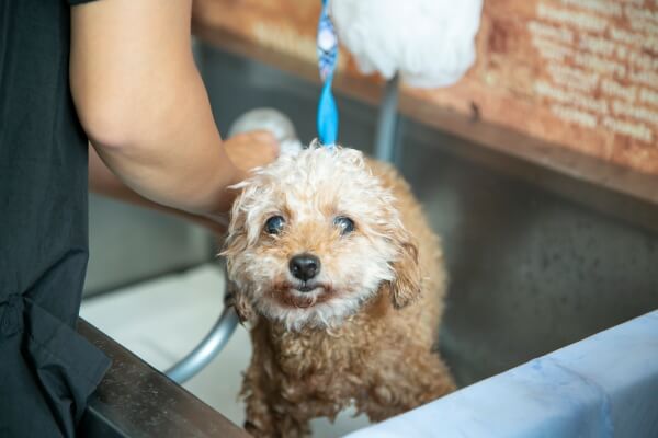 Pet salon One_2