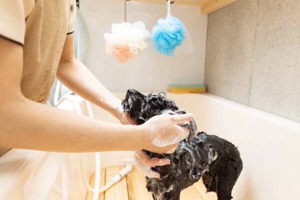 Luxury dog salon WanSta_3
