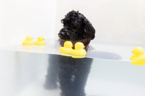 Luxury dog salon WanSta_4