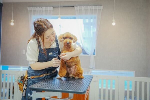 Dog Salon Sille
