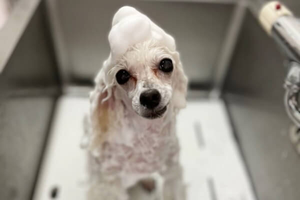 Dogsalon Andante_3