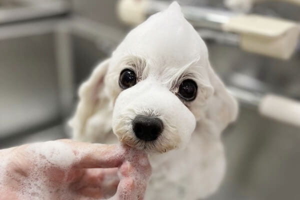 Dogsalon Andante_4