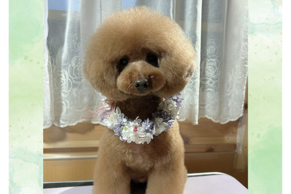 Dog Salon M&R_1