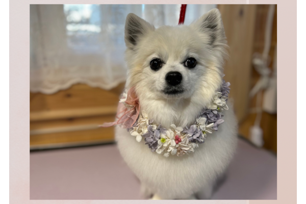 Dog Salon M&R_3