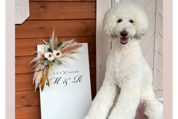 Dog Salon M&R_4