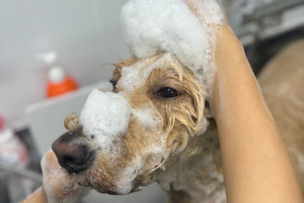 Buddy’s DOG_2