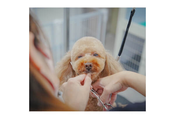 dog salon Lien_4