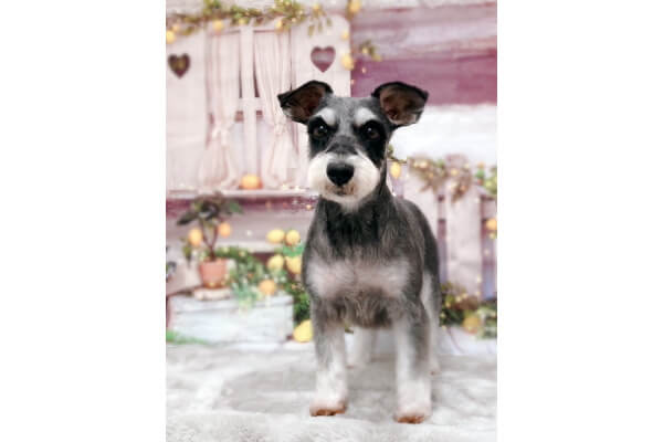 dog salon Lien_1