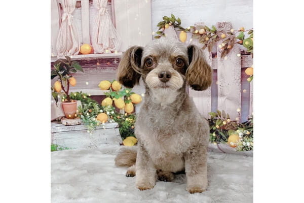dog salon Lien_2