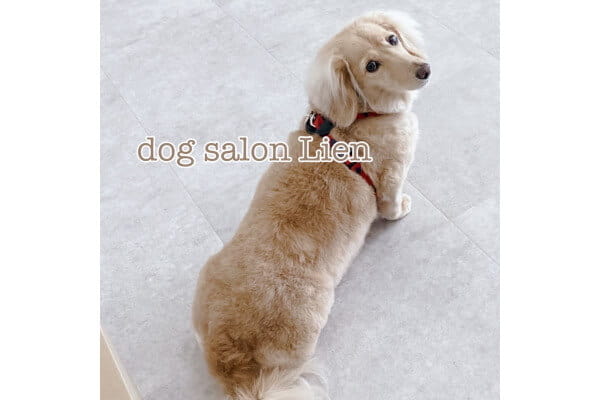 dog salon Lien