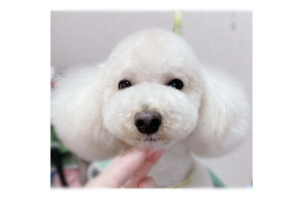 dog salon Lien_3